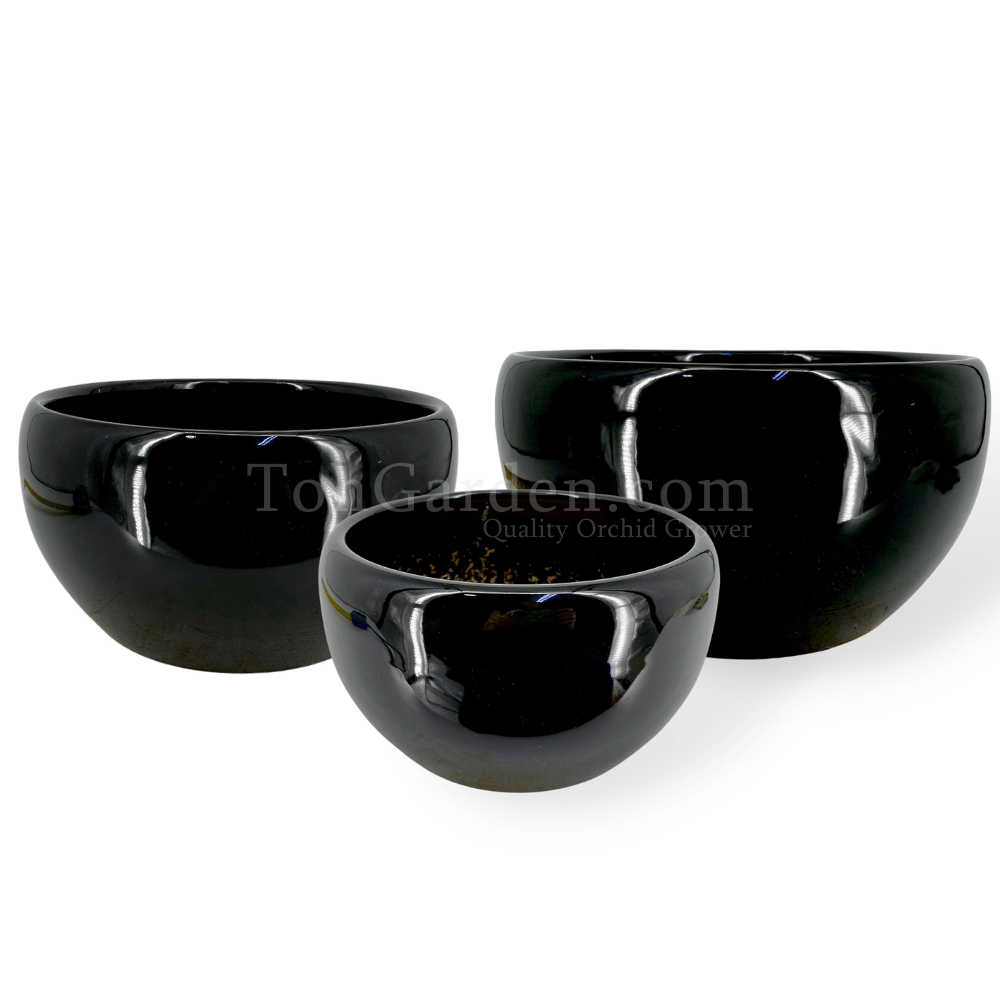 Bertha Black Ceramic Pot Toh Garden Singapore Orchid Plant & Flower