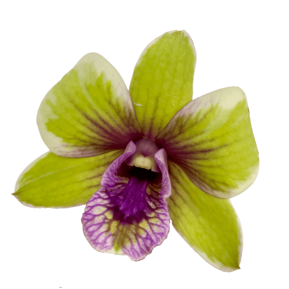 Orchids, Plants & Flowers Arrangements Toh Garden Singapore Orchid