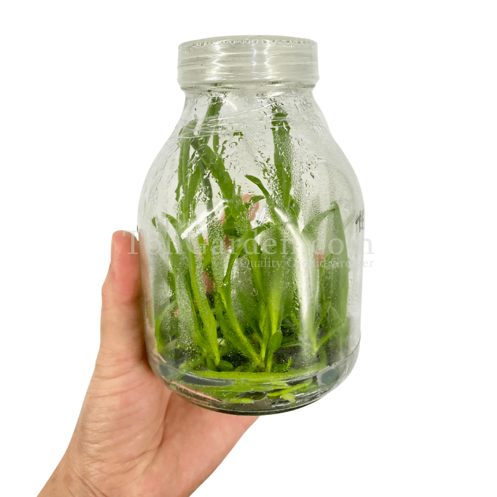 Orchid Flask TGSP Toh Garden Singapore Orchid Plant & Flower Grower