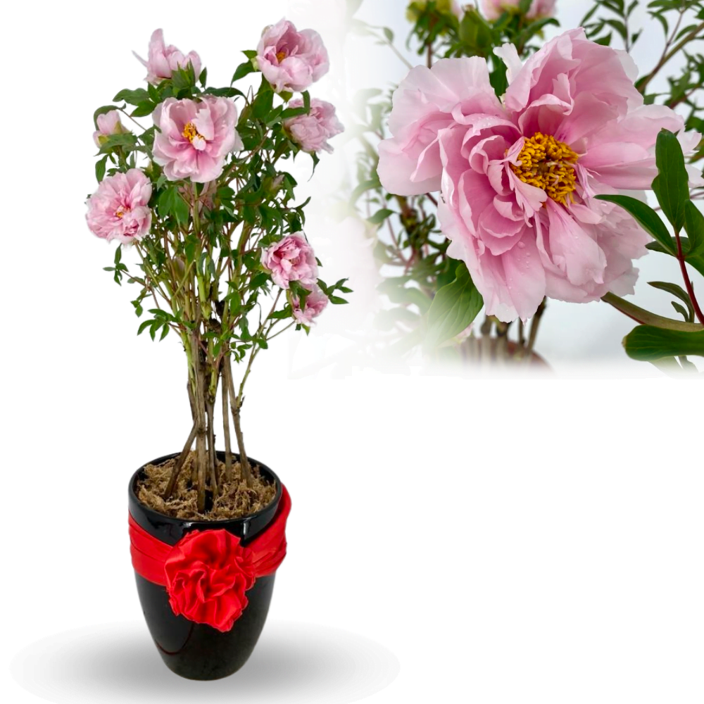 Peony Toh Garden Singapore Orchid Plant & Flower Grower