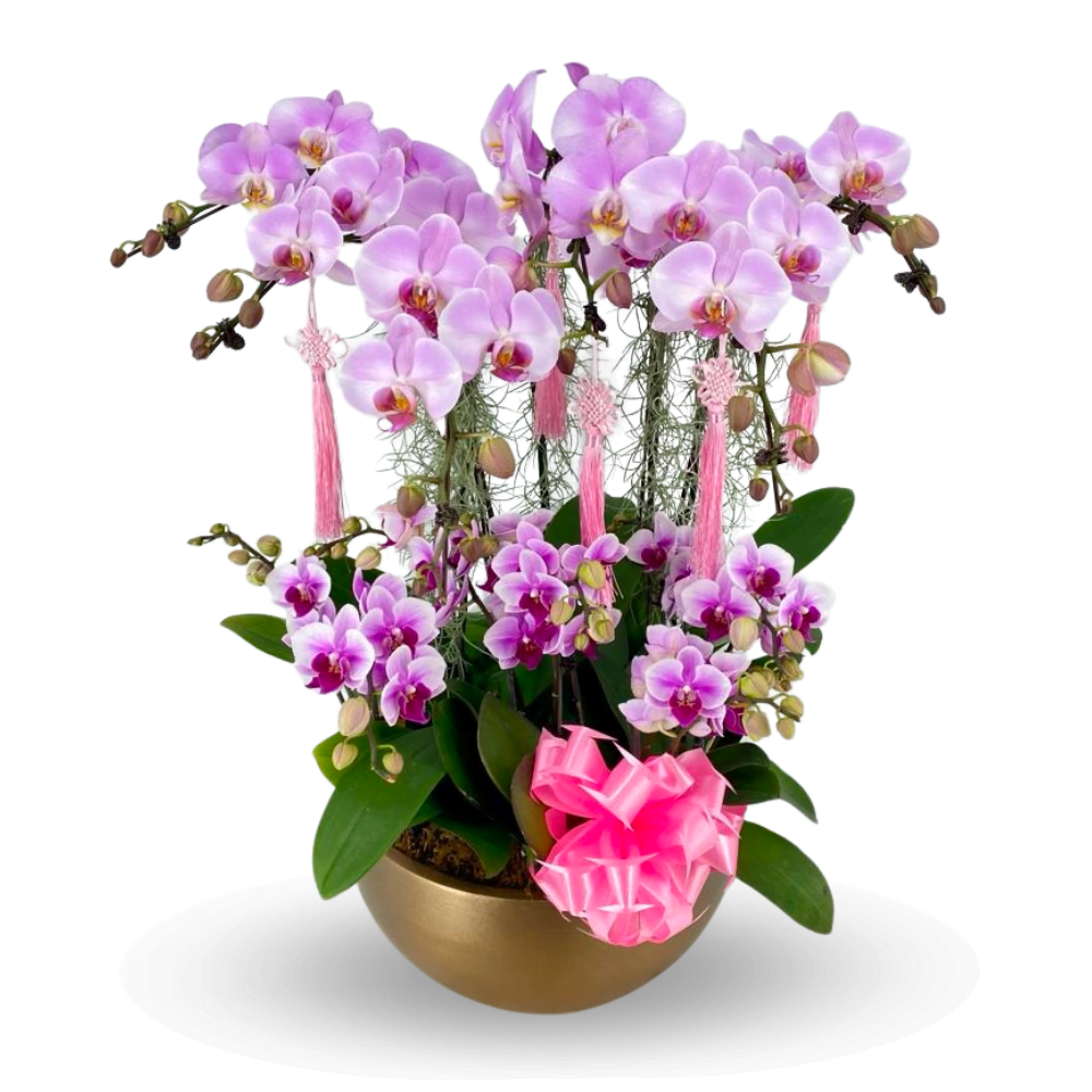 Phalaenopsis Arrangement Pink Prosperity Blossoms Toh Garden