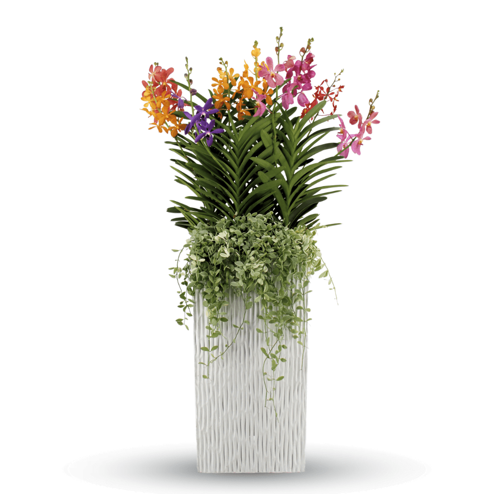 Vandal Arrangement Mix Celestial Harmony Toh Garden Singapore