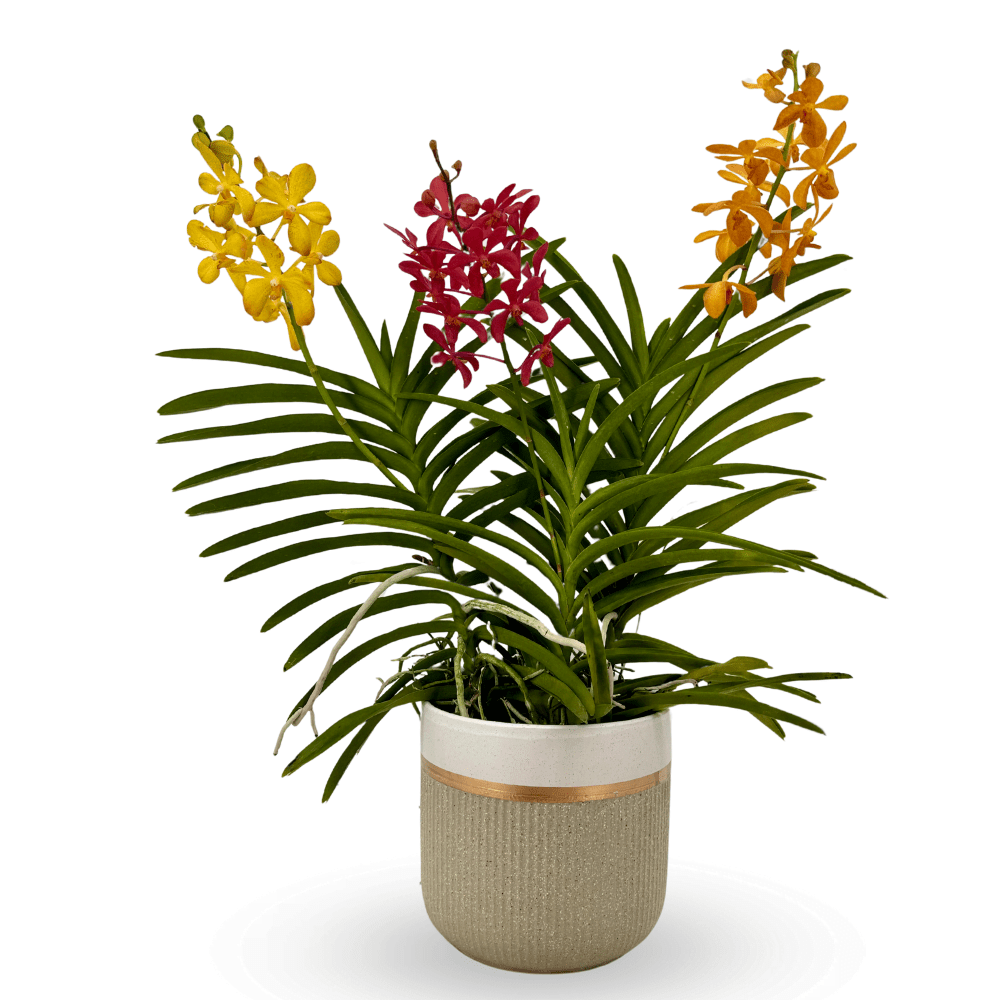 Aranda Arrangement Orchid Trio Toh Garden Singapore Orchid Plant