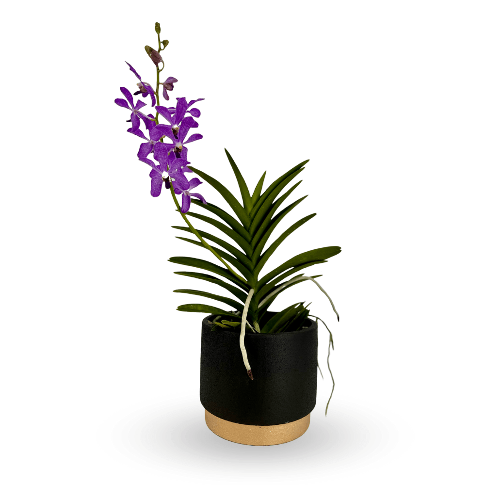 Aranda Arrangement Richard Roe Toh Garden Singapore Orchid Plant