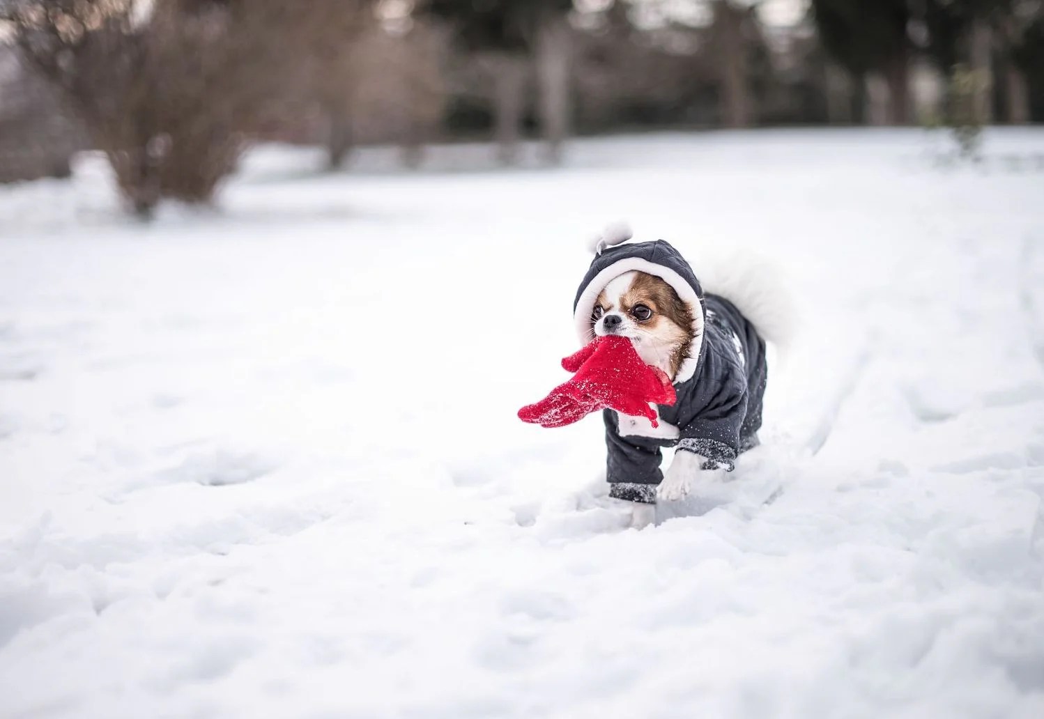 How to Keep Your Dog Warm During Winter – Toiffer Pet Outfitter
