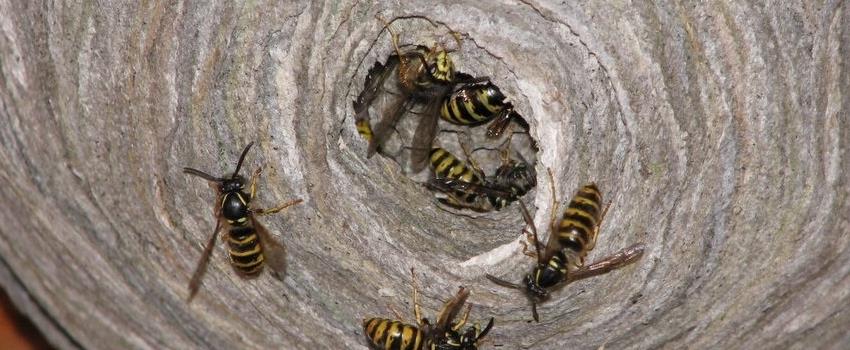 Nid de guêpes sous votre toiture que faire? Toiture Unix