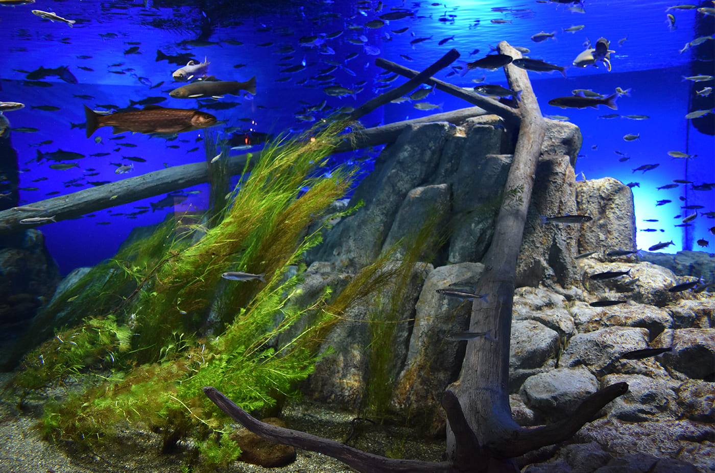 日本最大級の淡水魚水族館である「千歳水族館」に行って来ました。 TOJOMEDIA