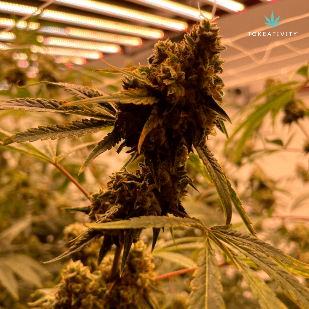 The Biz Buzz Dutch Valley Farms Tokeativity®