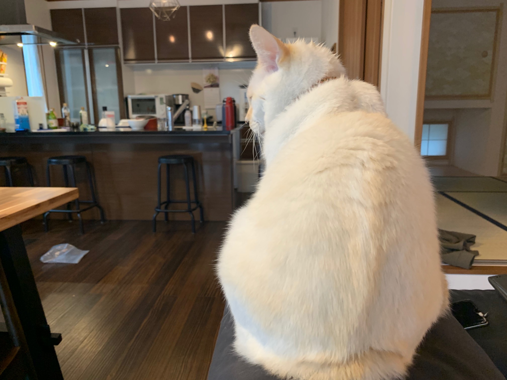 【野球肘】肘関節の内側の痛み…早期回復にはコレ！ 千葉県松戸市新松戸 ときた整骨院