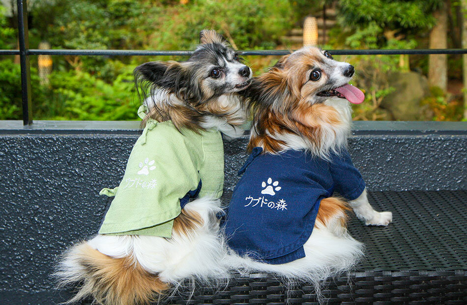 Sniffing Out Fresh Opportunities In Japan's Pet Sector Tokyoesque