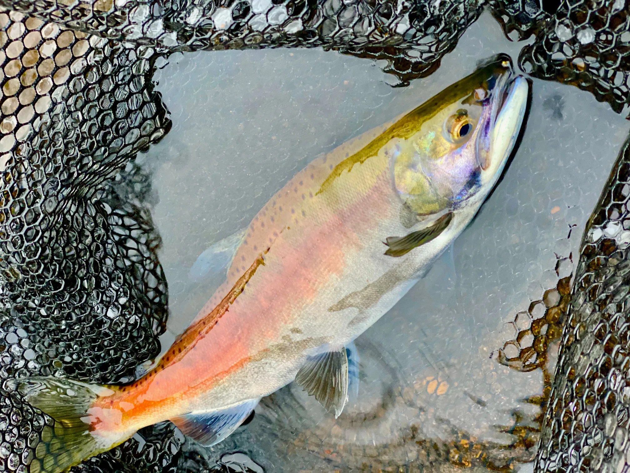 芦ノ湖のヒメマスをウェーディングで釣る 芦ノ湖どうでしょう