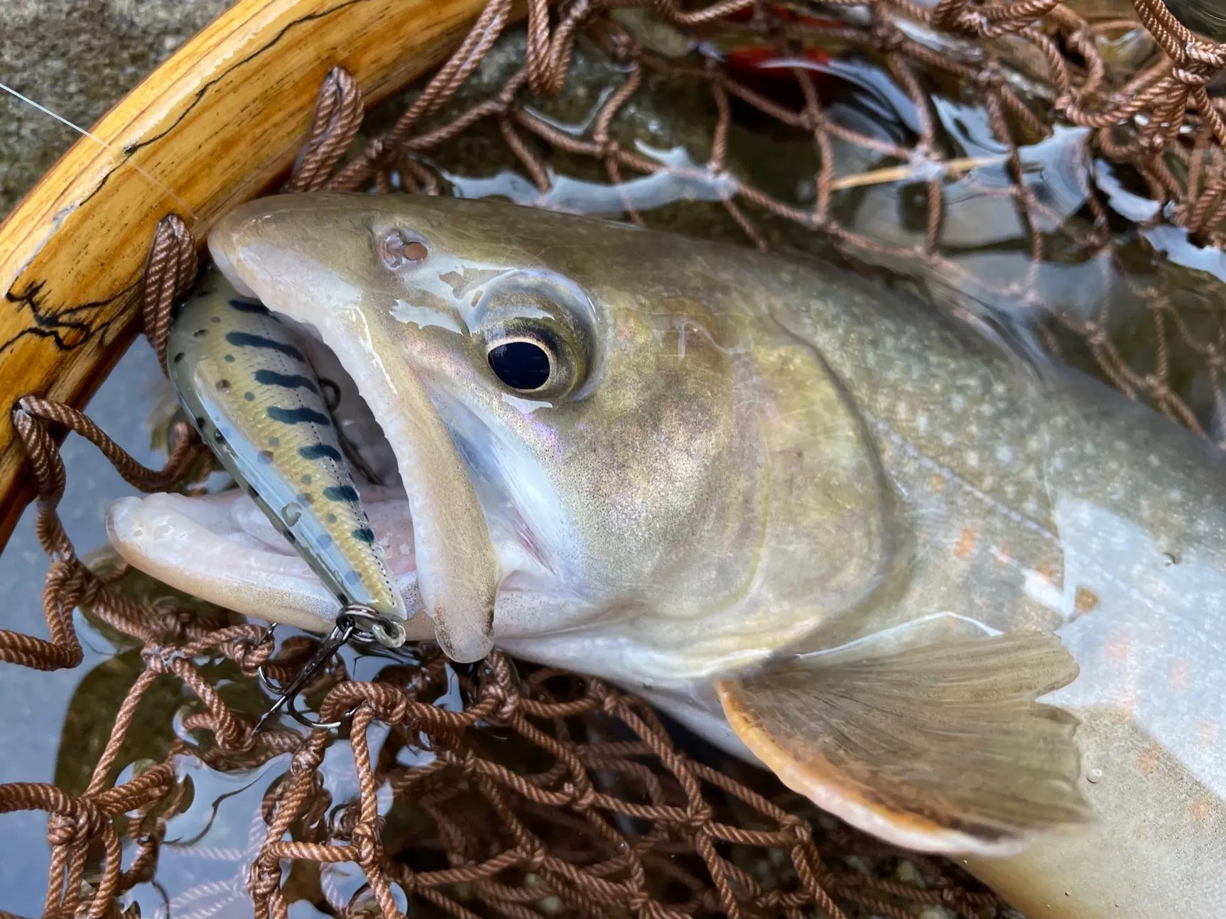 早春の長野源流釣行。イワナが淵で密です！ 芦ノ湖どうでしょう