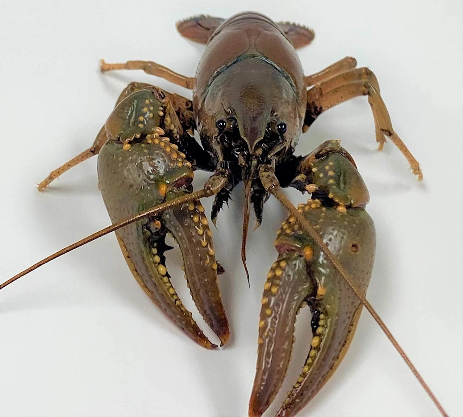 Live Crayfish For Sale Free Shipping Live Arrival Guarantee