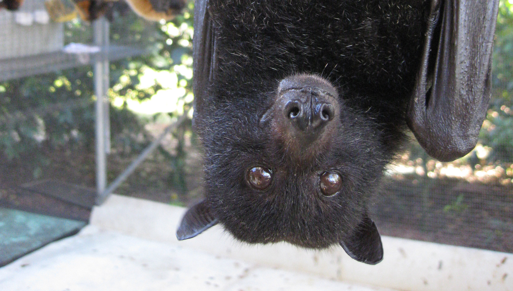 Giant Australian Bat