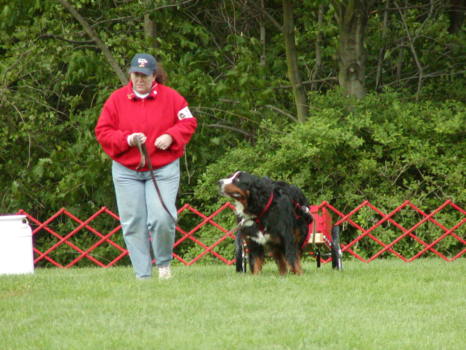Draft/Carting Tollhaus Bernese Mountain Dogs