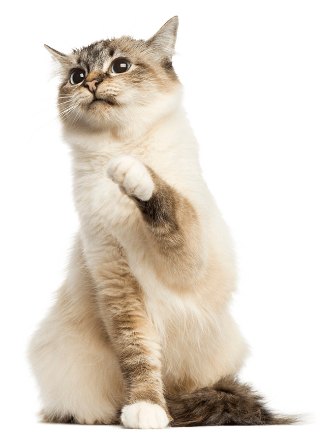 Pet Health Certificates Grangeville, Kooskia Tolo Veterinary Clinic