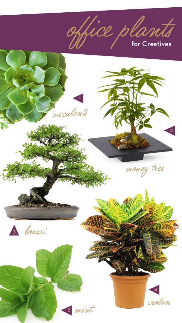 Office Plants for Creatives Tomahawk Design Co