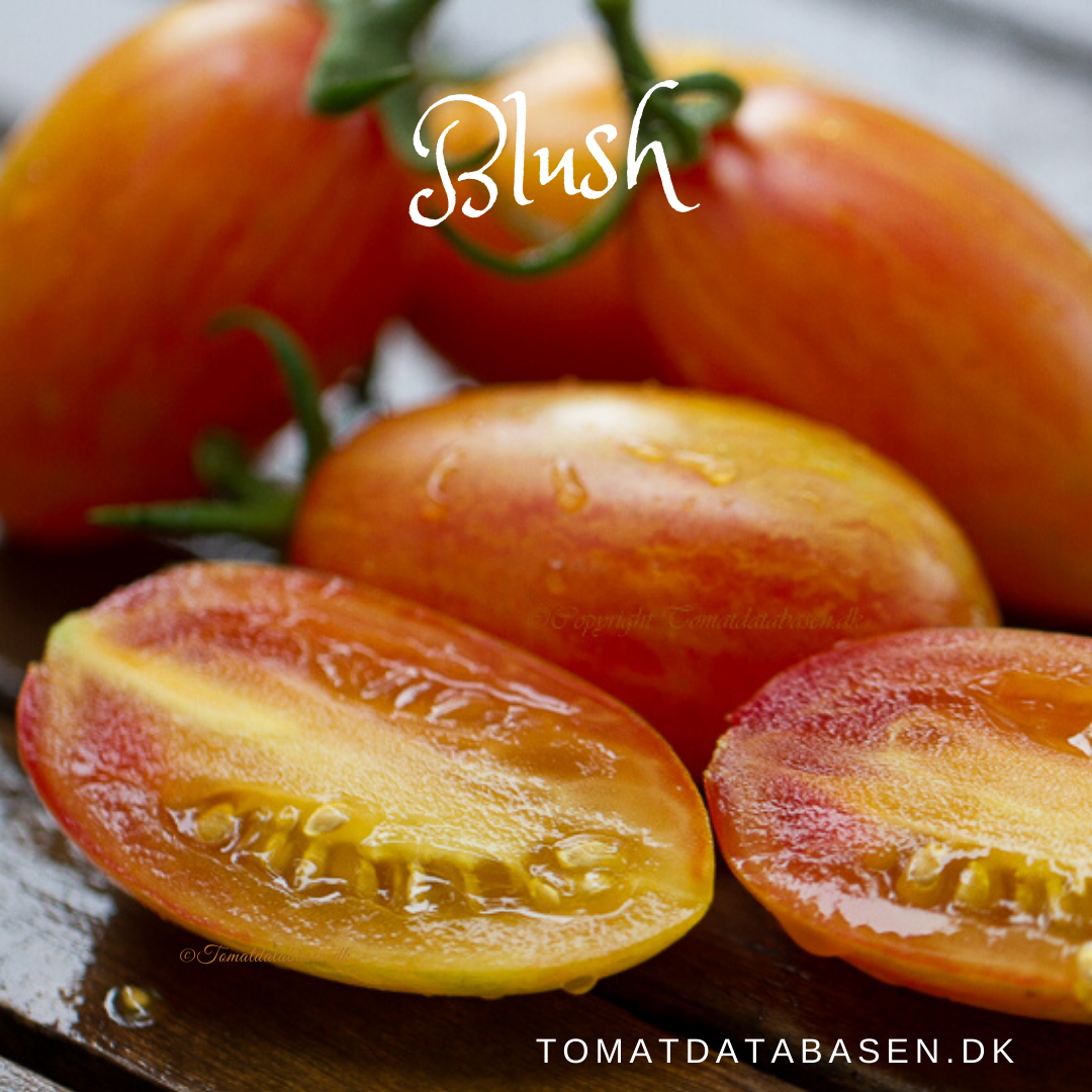 Tomat Blush