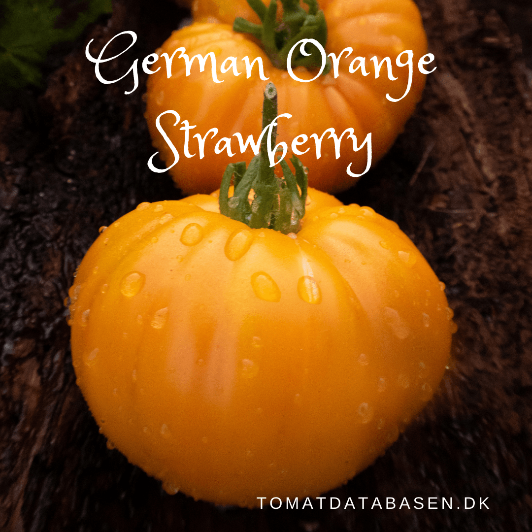 German Orange Strawberry Tomatbloggen