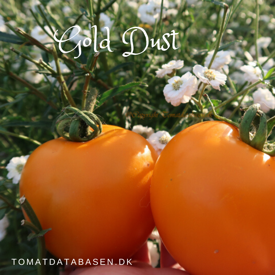 Gold Dust Tomatdatabasen