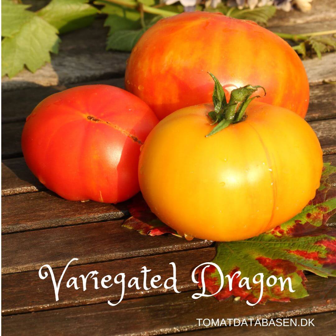 Variegated Dragon Tomatdatabasen