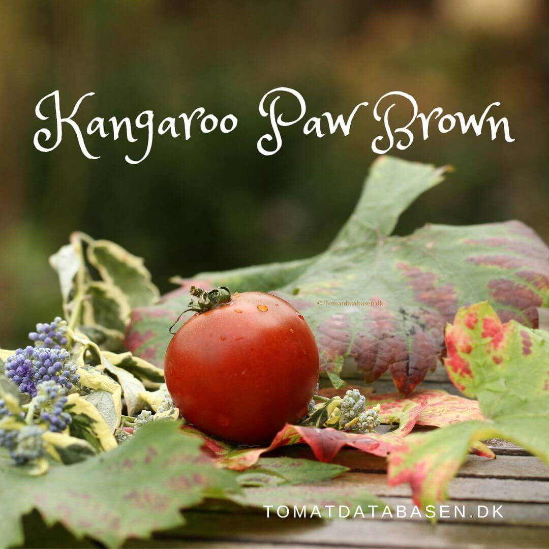 Kangaroo Paw Brown Tomatdatabasen