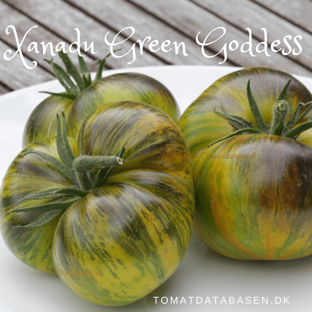Xanadu Green Goddess Tomatdatabasen