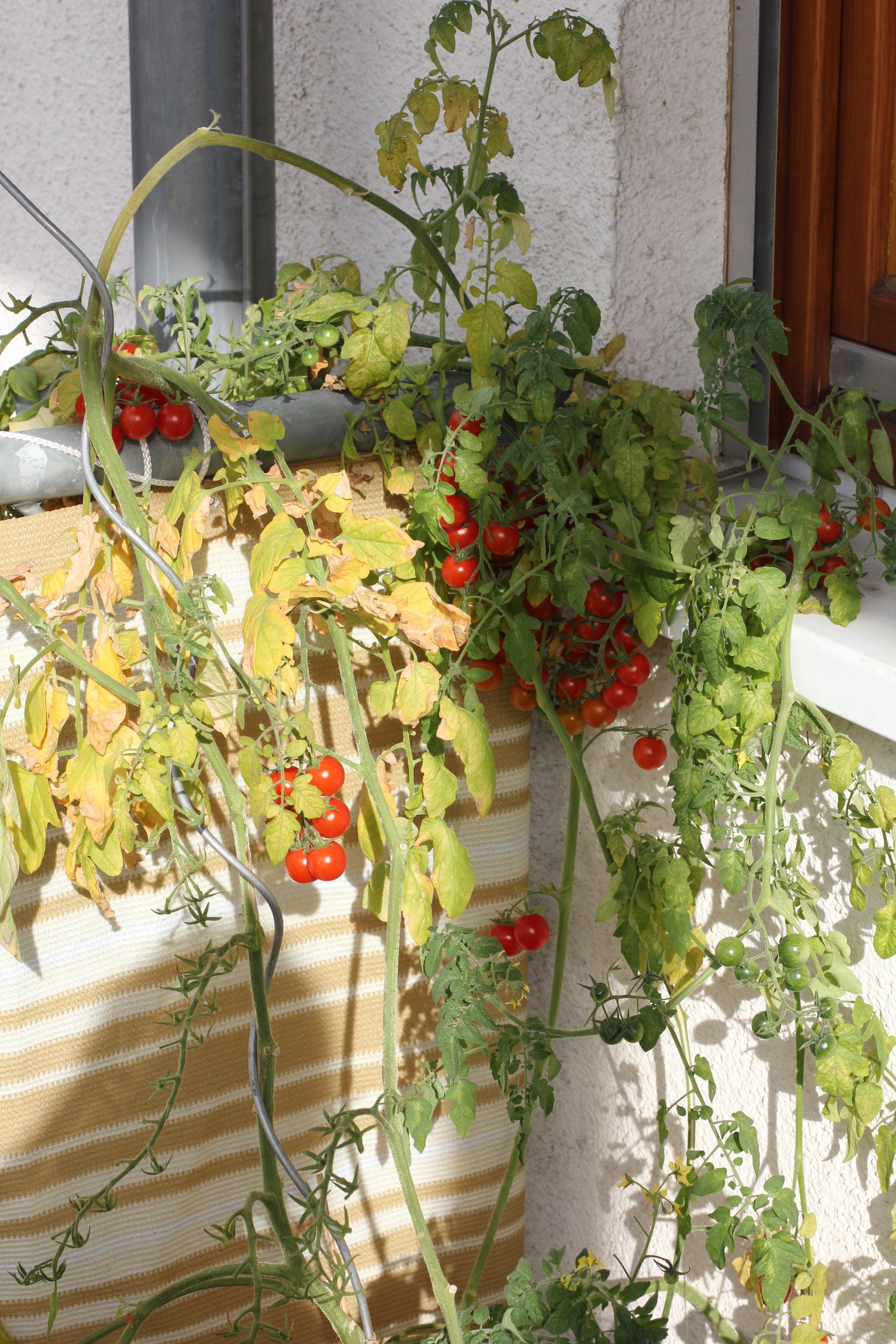 Balkon 2 Tomatenblog