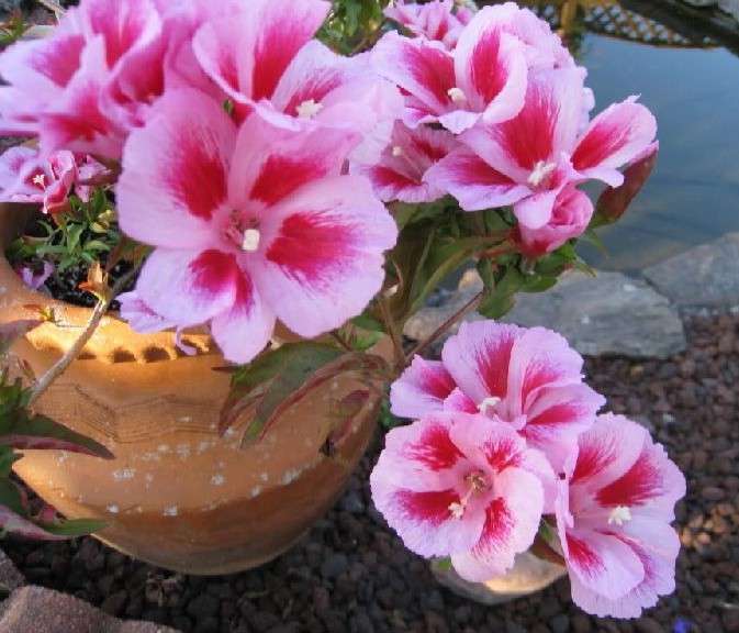 Godetia growing from seeds when to plant (photo)