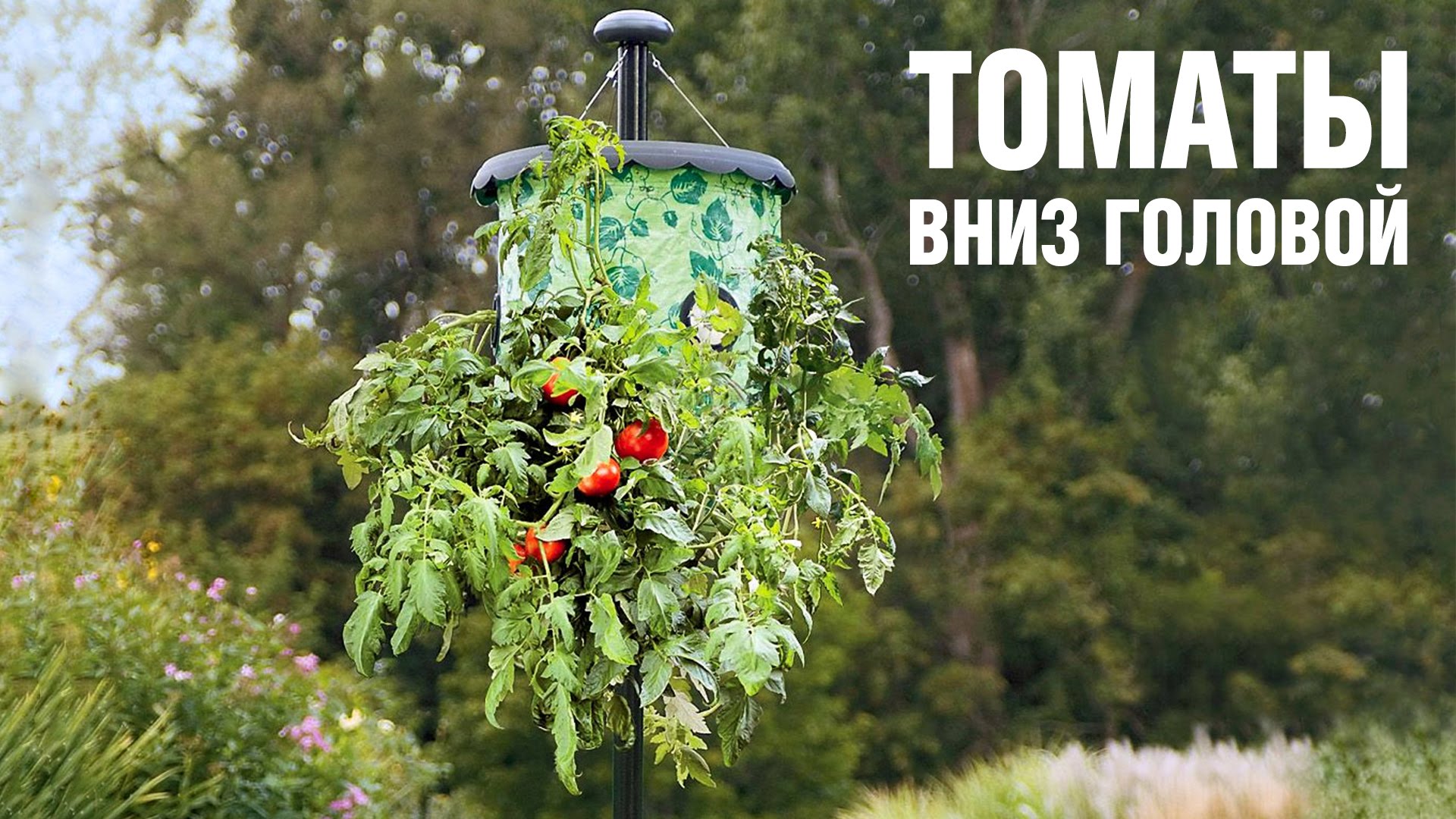 Tomatoes upside down growing plants upside down, the pros
