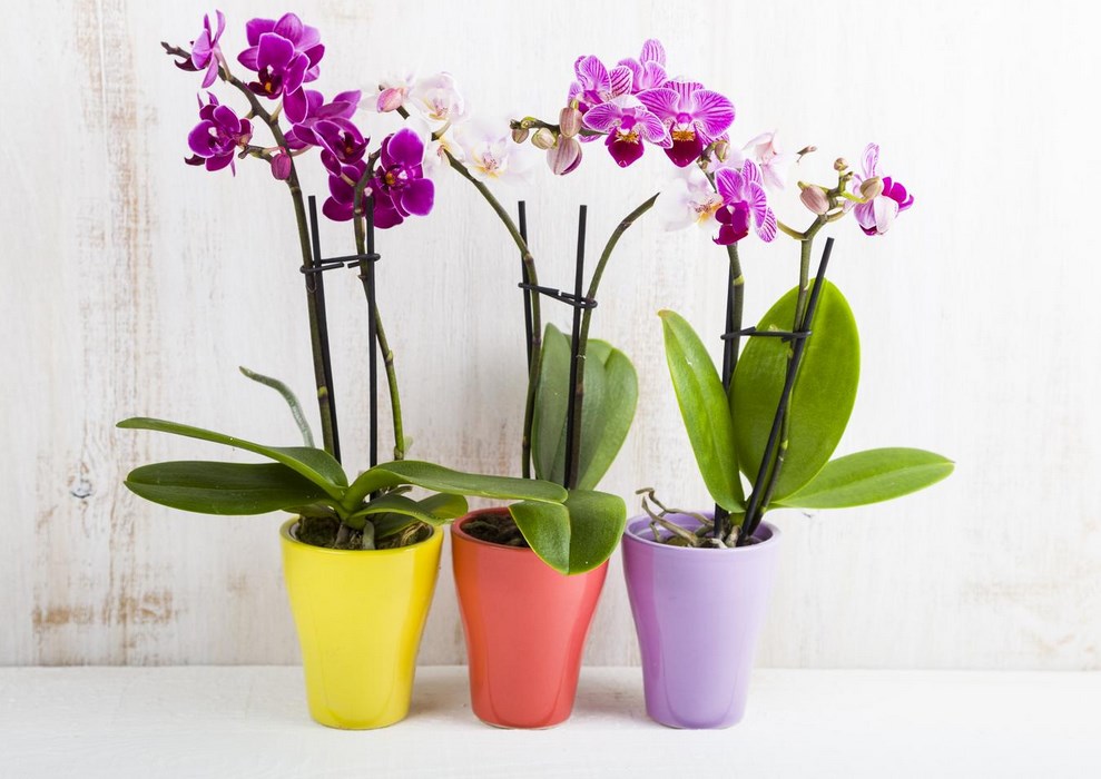 Feeding orchids with hydrogen peroxide how to prepare and use a solution