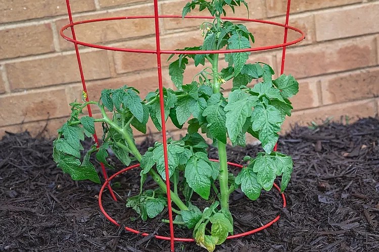 12 Essential Tips for Growing Tomato Plants in Pots » Tomato Answers
