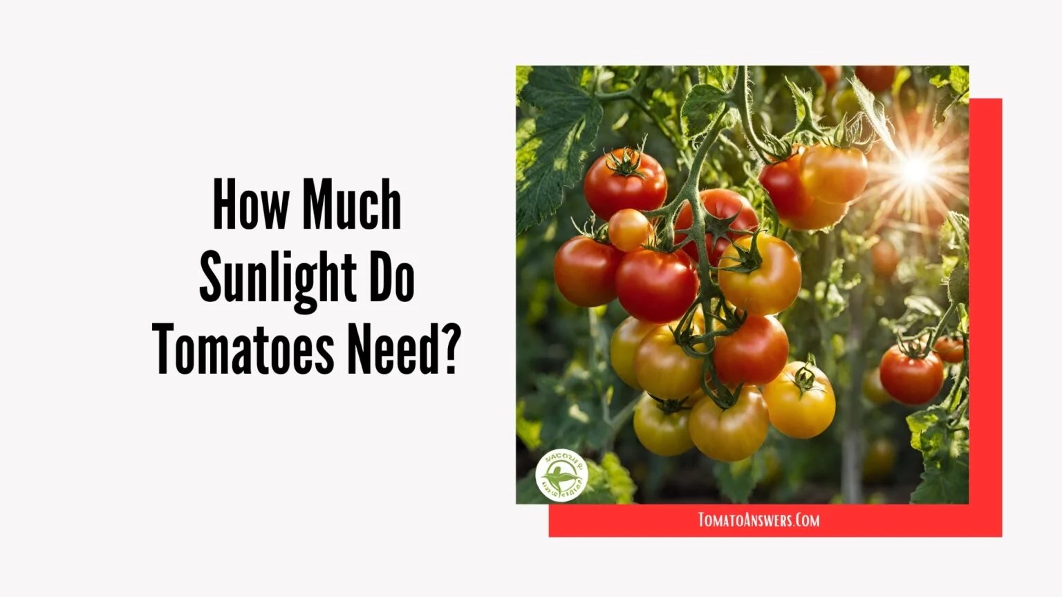 How Much Sunlight Do Tomatoes Need? » Tomato Answers