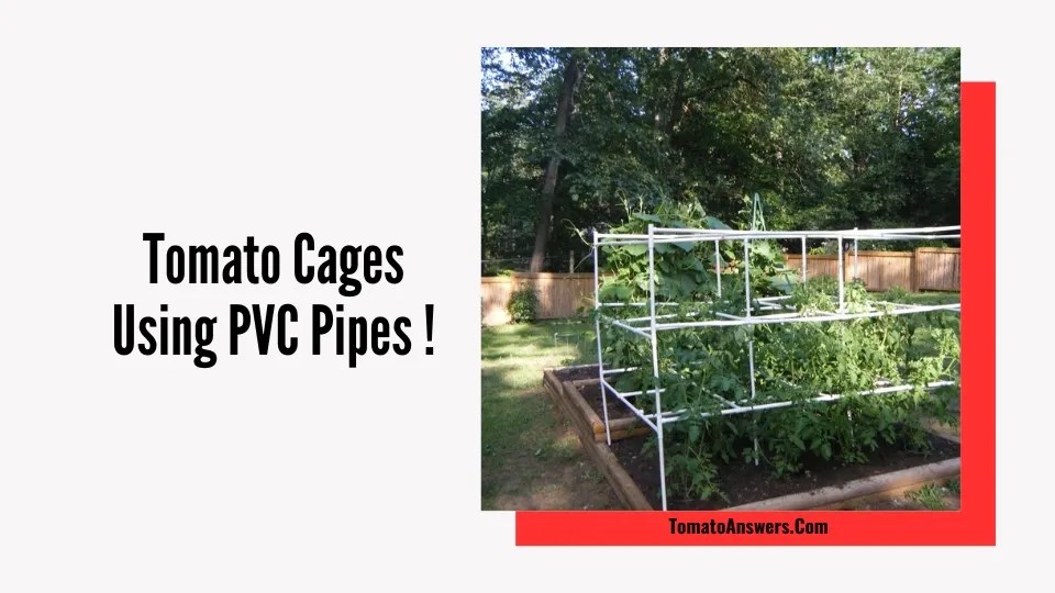 Tomato Cages Using PVC Pipes A Handy HowTo Guide » Tomato Answers
