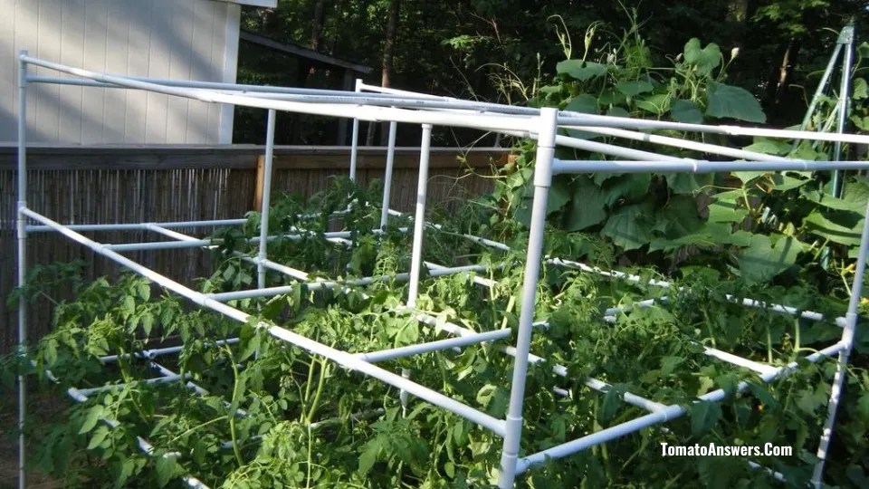 Tomato Cages Using PVC Pipes A Handy HowTo Guide » Tomato Answers