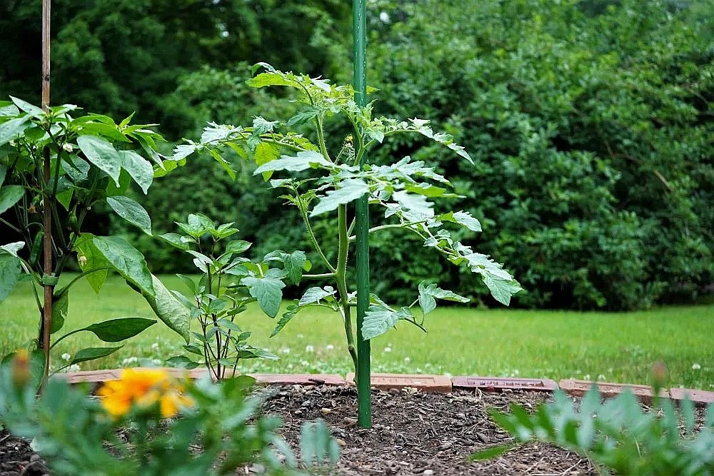 How Much Sunlight Do Tomatoes Need? » Tomato Answers