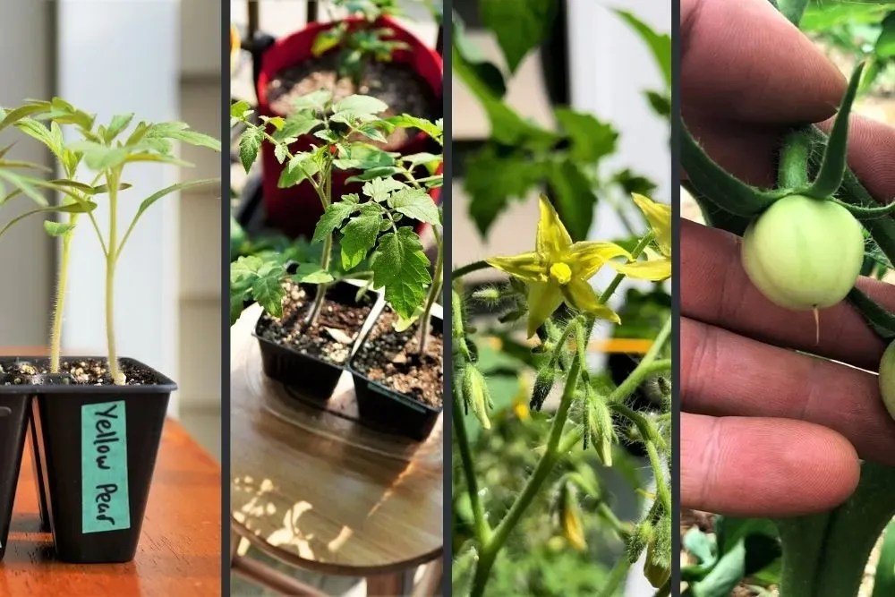 Do Tomato Plants Regrow Every Year? » Tomato Answers