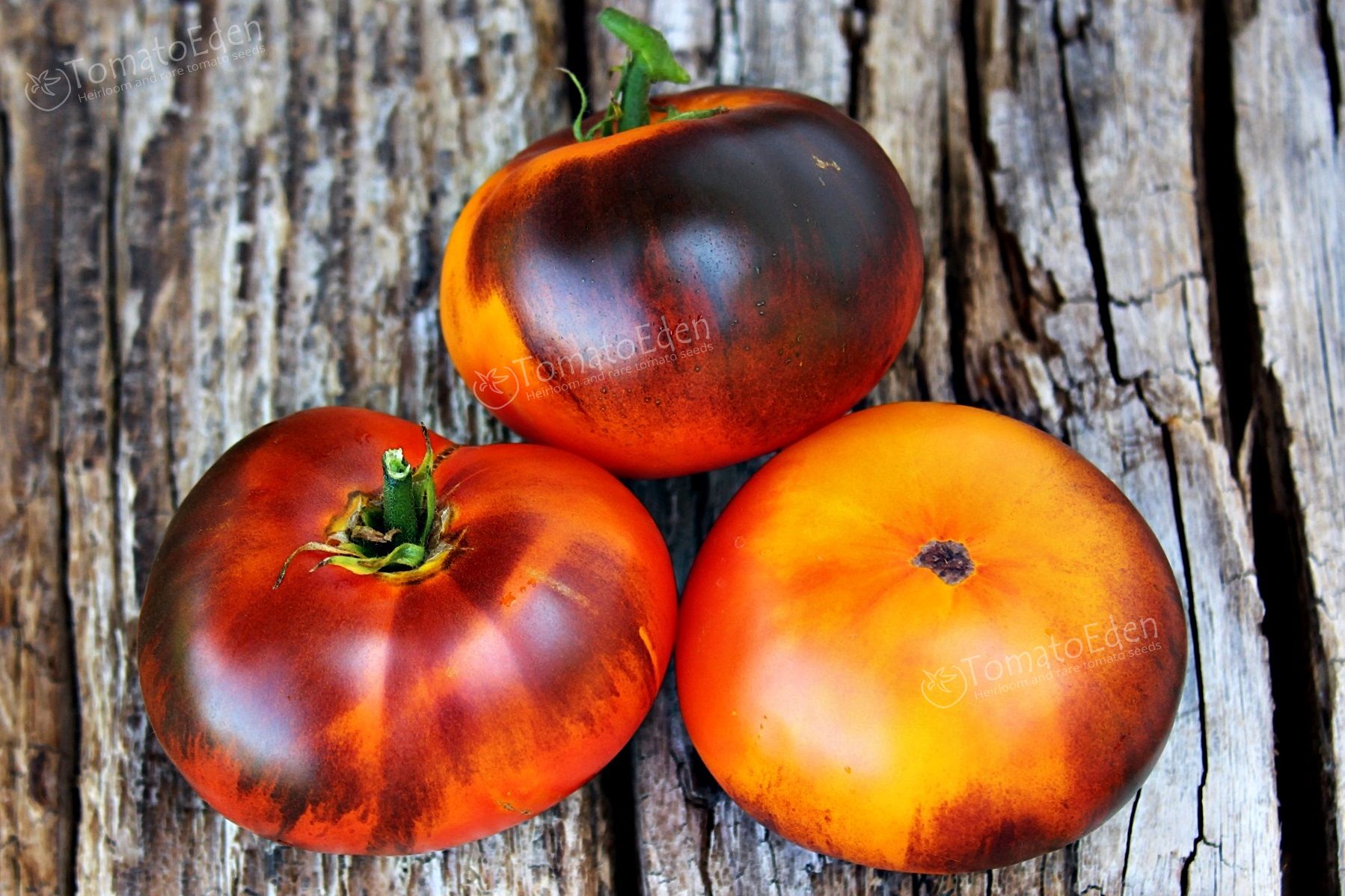 Lucid Gem Heirloom Tomato Seeds TomatoEden Site