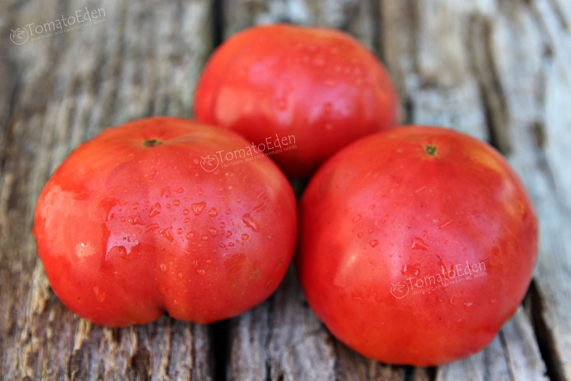 Sweet Adelaide Heirloom Tomato Seeds TomatoEden Site