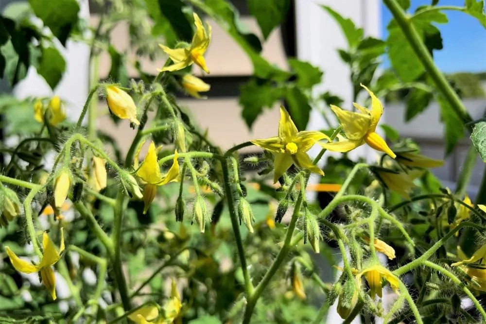 Tomato Plant Growth Stages (w/Pictures) Seed To Harvest Tomato Geek