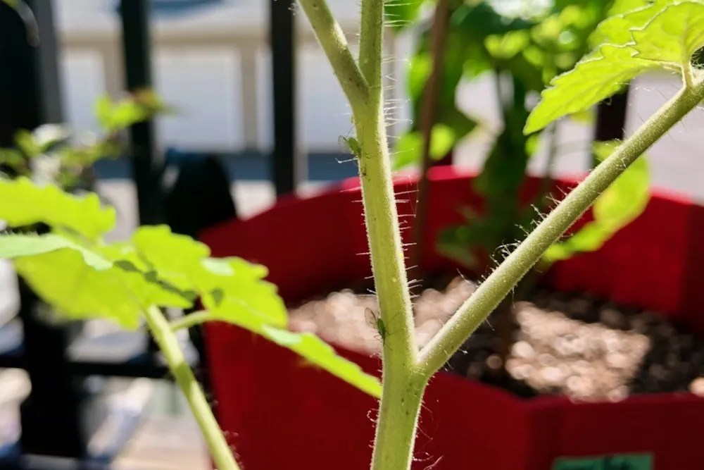 How To Get Rid of Aphids On Tomato Plants Fast Tomato Geek