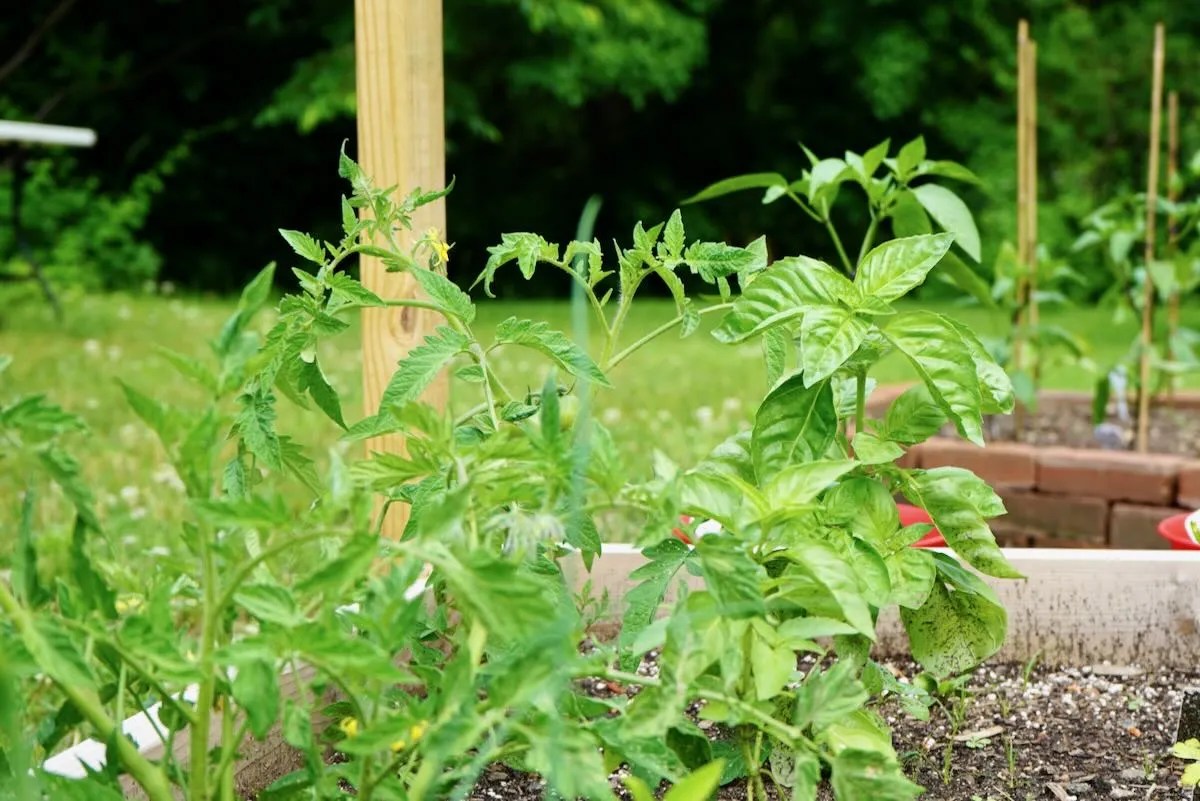 Tomato Companion Plants (Best Tomato Plant Buddies) Tomato Geek