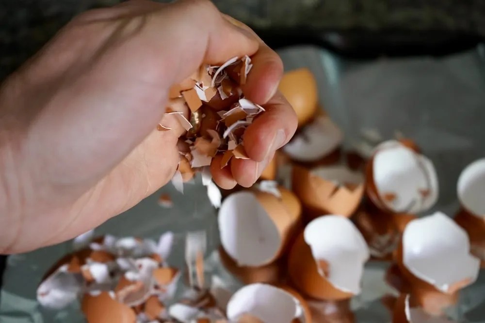 Are Eggshells Good For Tomato Plants? (Facts) Tomato Geek