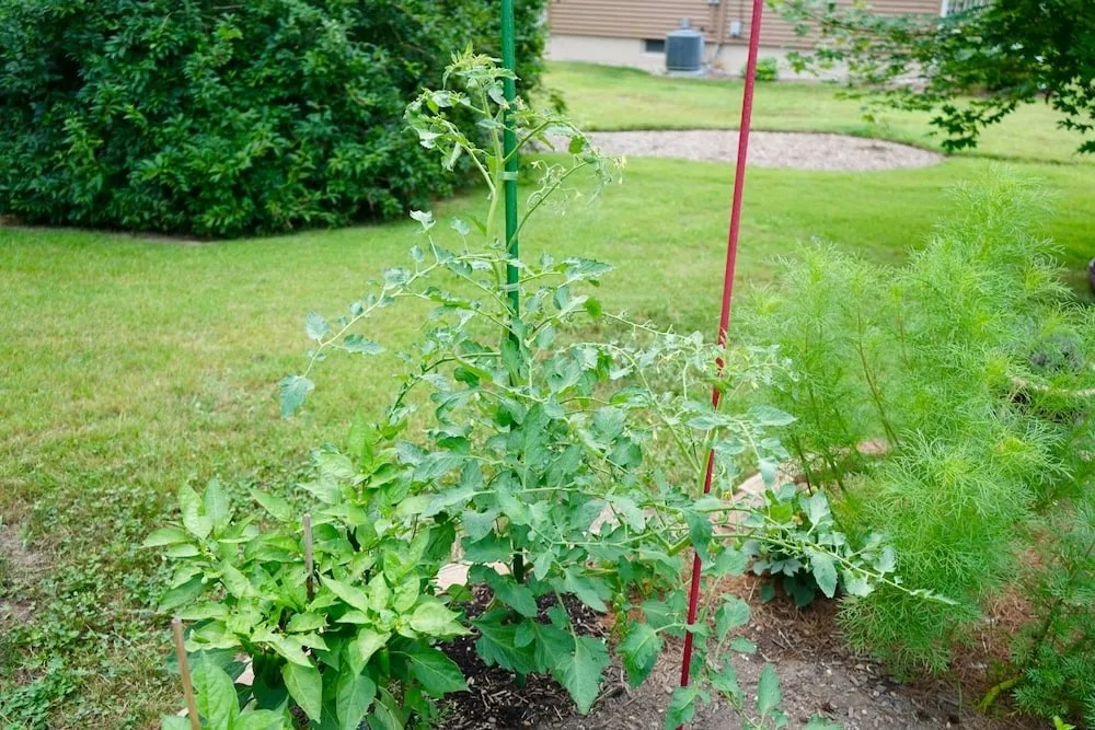 How Much Sunlight Do Tomatoes Need? Tomato Geek