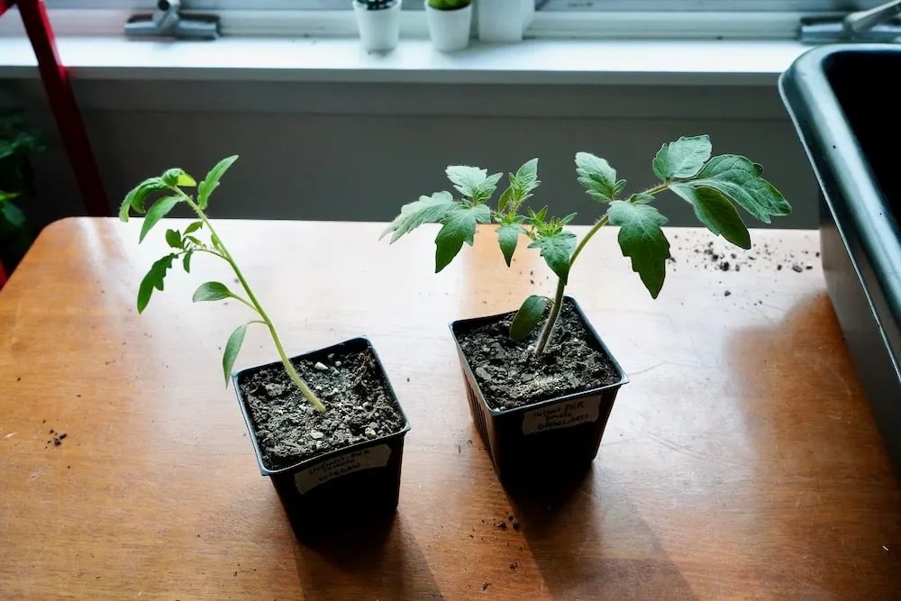 Leggy Tomato Seedlings? Here's What To Do Tomato Geek
