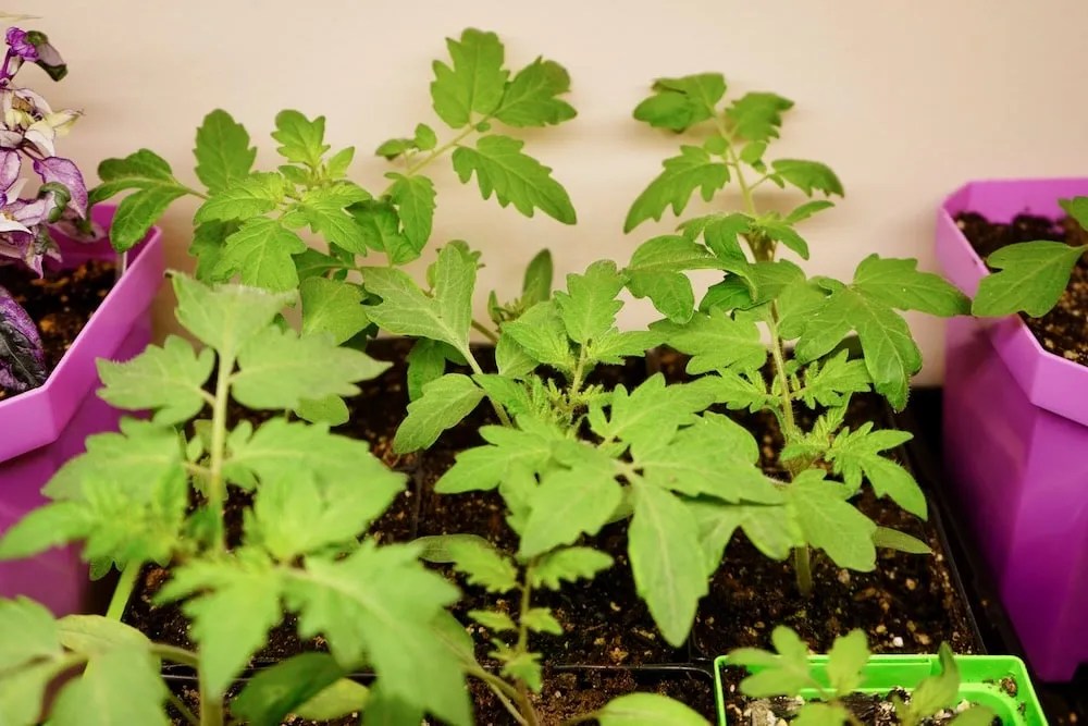 Leggy Tomato Seedlings? Here's What To Do Tomato Geek