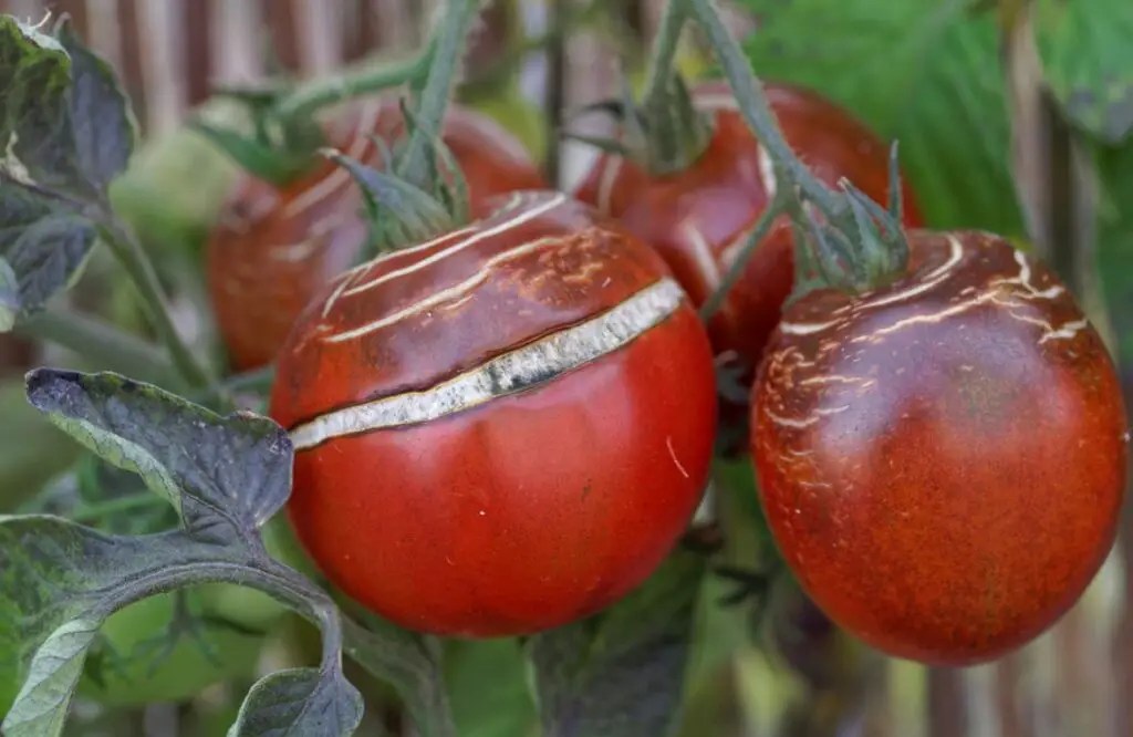 What Causes Tomatoes To Crack Stop Tomatoes Split Tomato HQ