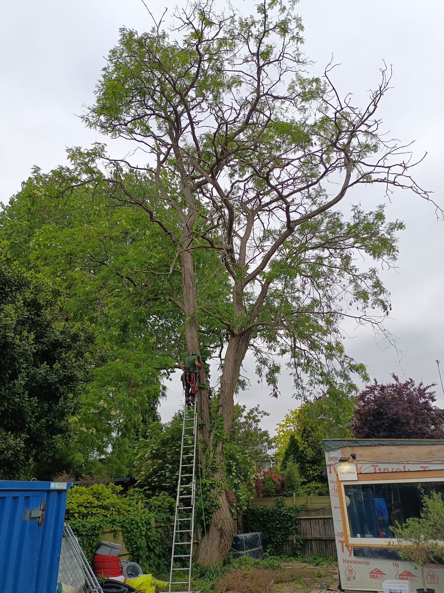 Mature Robinia dead wood removal and crown reduction West London tree