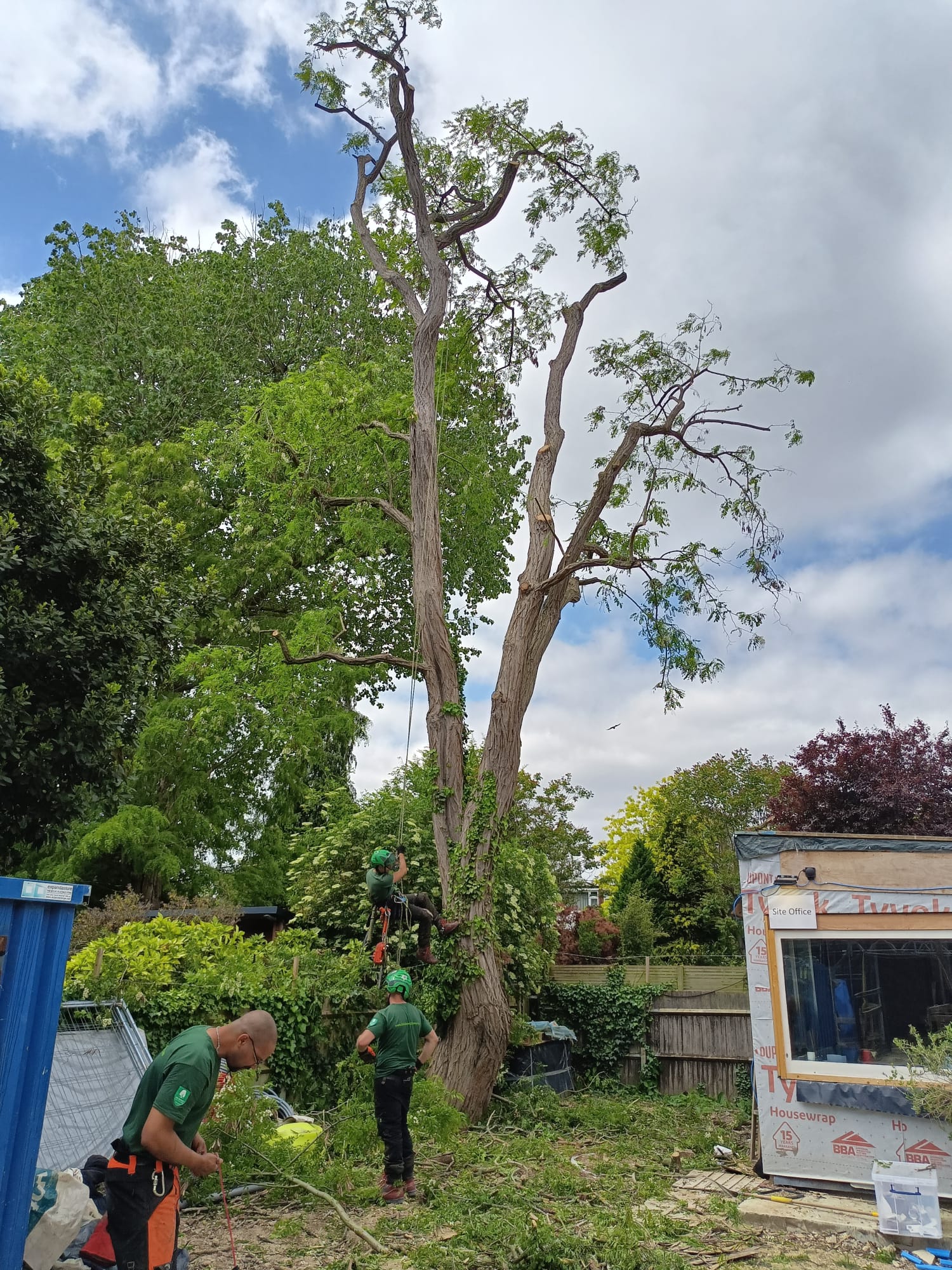 Mature Robinia dead wood removal and crown reduction West London tree