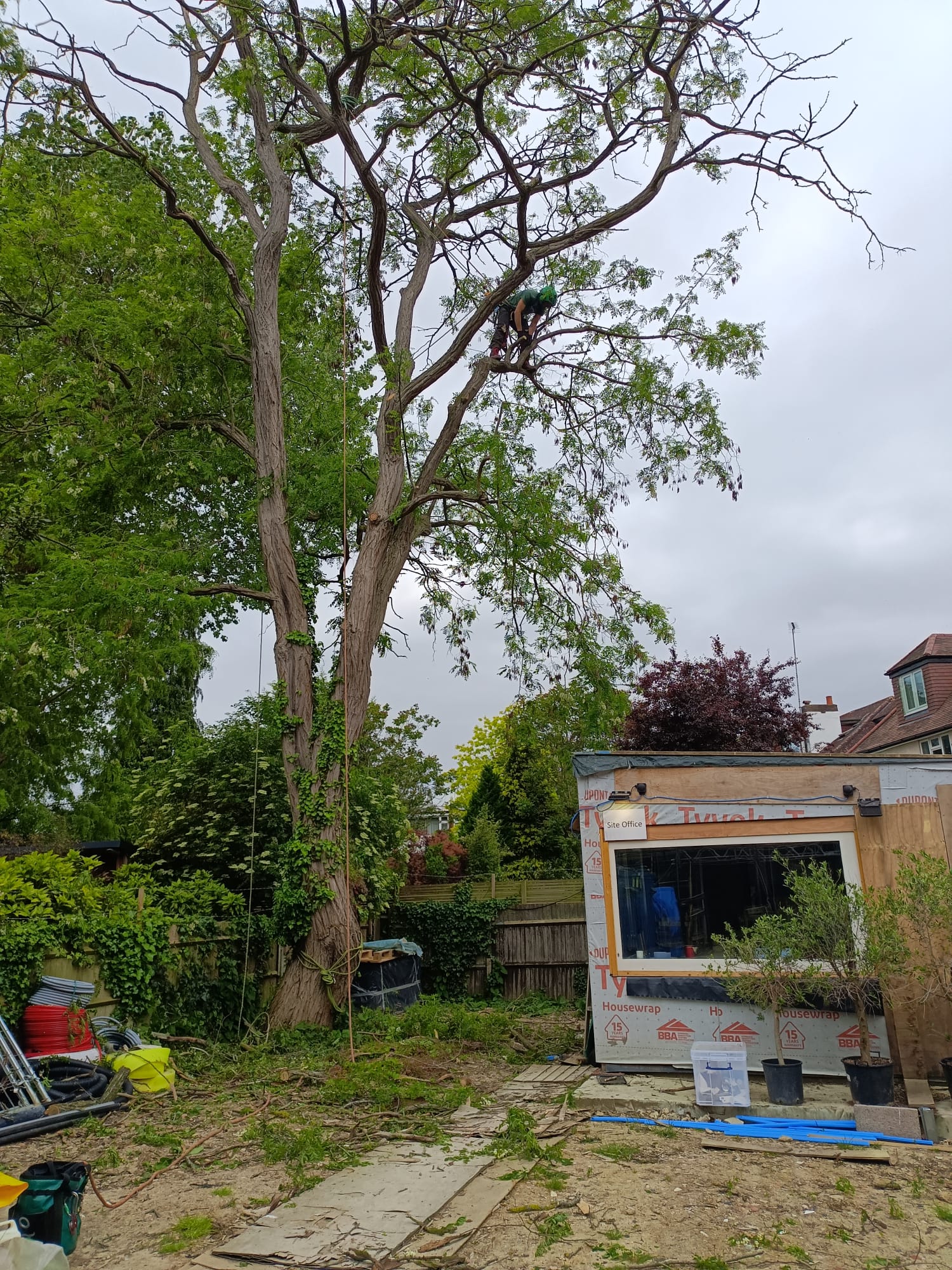 Mature Robinia dead wood removal and crown reduction West London tree